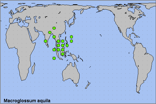 Global distribution of Macroglossum aquila. Map: © NHMUK.