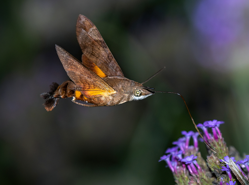 Adult Macroglossum belis feeding, Nanji Islands National Nature Reserve, Wenzhou, Zhejiang, China, 2.viii.2023. Photo: © He JiBai.