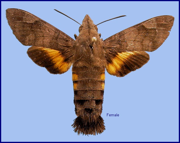 Female Macroglossum belis. Photo: © NHMUK