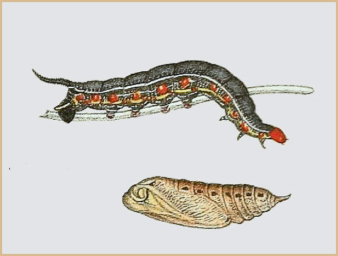Full-grown larva (and pupa) of Macroglossum belis (black form). Image: Butler, 1876