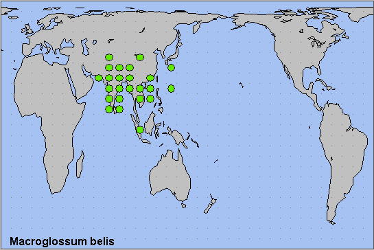 Global distribution of Macroglossum belis. Map: © NHMUK.