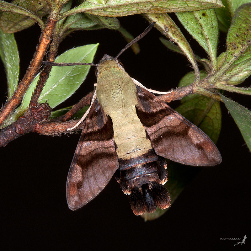 Adult Macroglossum bombylans, Dongpu, Nantou Hsien, Taiwan. Photo: © Shipher Wu.