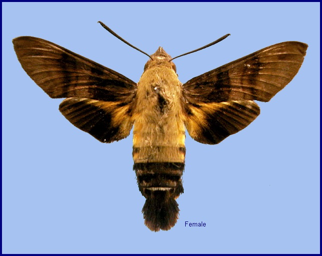 Female Macroglossum bombylans. Photo: © NHMUK