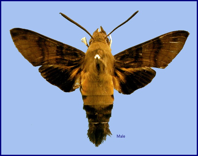 Male Macroglossum bombylans. Photo: © NHMUK