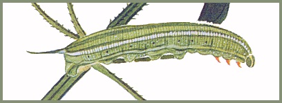 Full grown larva of Macroglossum bombylans. Image: Mell, 1922b