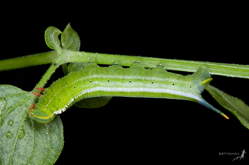 Final instar larva of Macroglossum bombylans, Chichi, Nantou Hsien, Taiwan. Photo: © Shipher Wu.