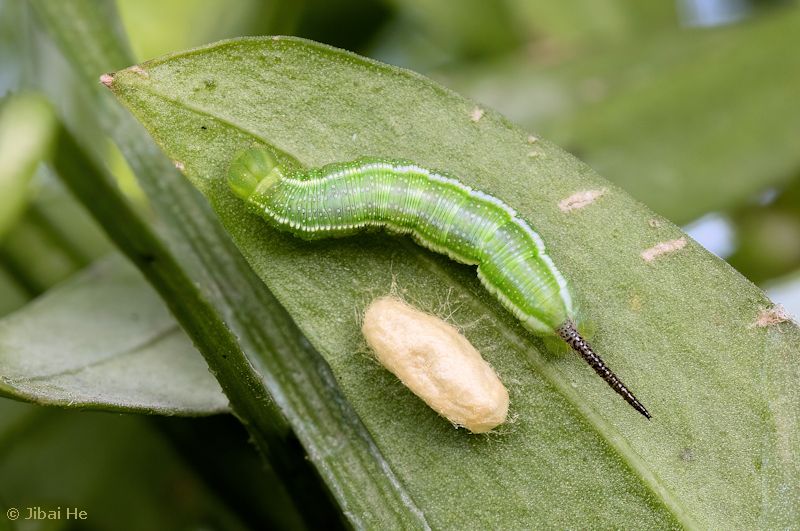 Larva of Macroglossum bombylans with parasitoid pupa, Chengdu, Sichuan, China, 16.x.2022. Photo: © He JiBai.