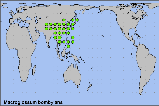Global distribution of Macroglossum bombylans. Map: © NHMUK.