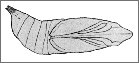 Pupa of Macroglossum bombylans. Image: Mell, 1922b