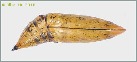 Pupa of Macroglossum bombylans, Wuhan, Hubei, China. Photo: © He JiBai, 2018.