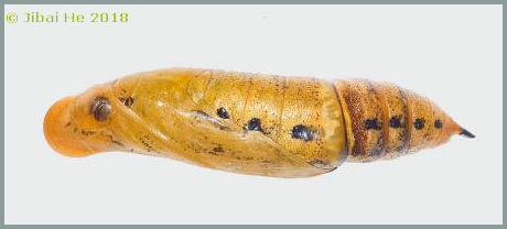 Pupa of Macroglossum bombylans, Wuhan, Hubei, China. Photo: © He JiBai, 2018.