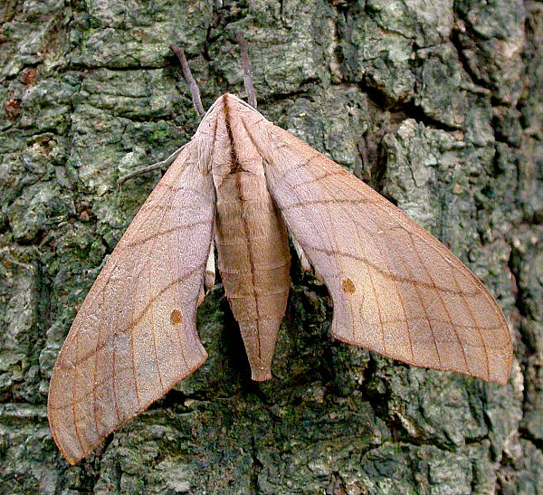 Adult Marumba cristata bukaiana, Taiwan. Photo: © Felix Lin.