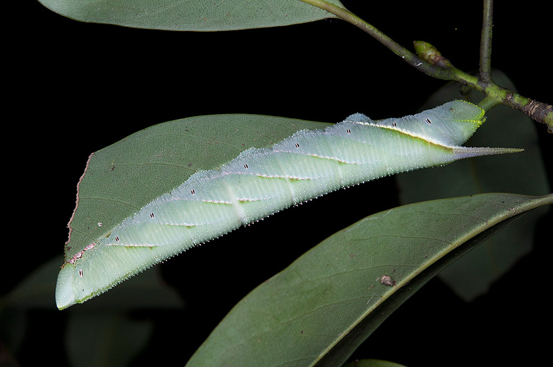 Mature larva of Marumba cristata bukaiana (blue-grey form), Mt. Daluenwei, Neihu, Taipei City, Taiwan. Photo: © Shipher Wu.