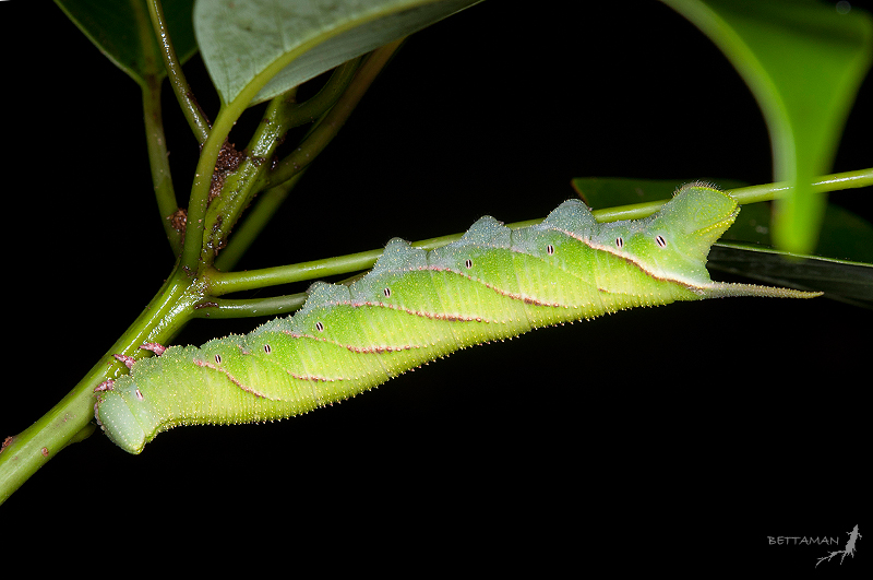 Mature larva of Marumba cristata bukaiana (green form), Mt. Daluenwei, Neihu, Taipei City, Taiwan. Photo: © Shipher Wu.