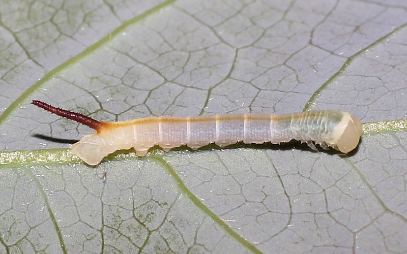 First-instar larva of Marumba cristata bukaiana, Taiwan. Photo: © Stefan Wils.
