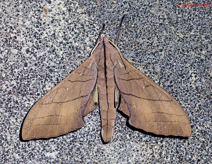 Upperside of male Marumba cristata centrosinica, Emei Shan, Sichuan, China, 960m, vii.2018. Photo: © He JiBai.