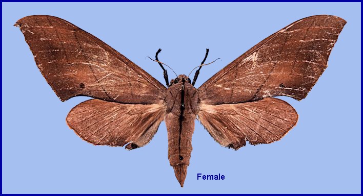 Upperside of female Marumba cristata centrosinica, Foping Nature Reserve, Taibai Shan, Qinling, Shaanxi, China. ALLOTYPE. Photo: © Ronald Brechlin.