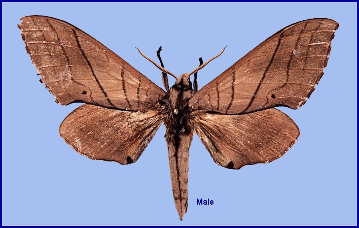 Upperside of male Marumba cristata centrosinica, 15km south of Shou-Man village, Daba Shan, Shaanxi, China. HOLOTYPE. Photo: © Ronald Brechlin.