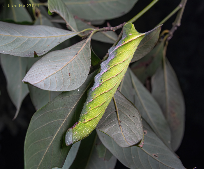 Full-grown larva of Marumba cristata centrosinica, Emei Shan, Sichuan, China, 19.ix.2021. Photo: © He JiBai.