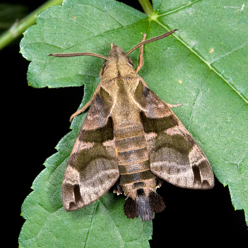 Adult Macroglossum ungues cheni, Lanyu Island, Taitung Hsien, Taiwan. Photo: © Shipher Wu.