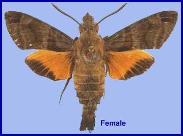 Female Macroglossum ungues. Photo: © S.H. Yen