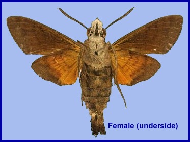 Female Macroglossum ungues (underside). Photo: © S.H. Yen