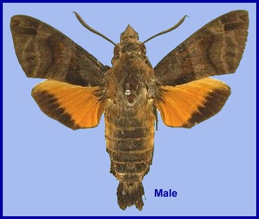 Male Macroglossum ungues. Photo: © S.H. Yen