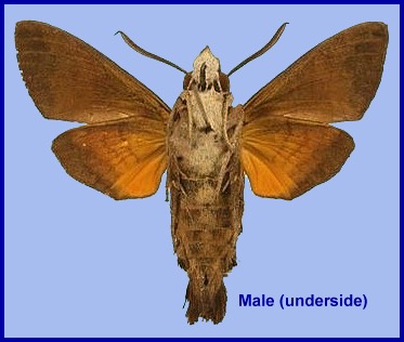 Male Macroglossum ungues (underside). Photo: © S.H. Yen