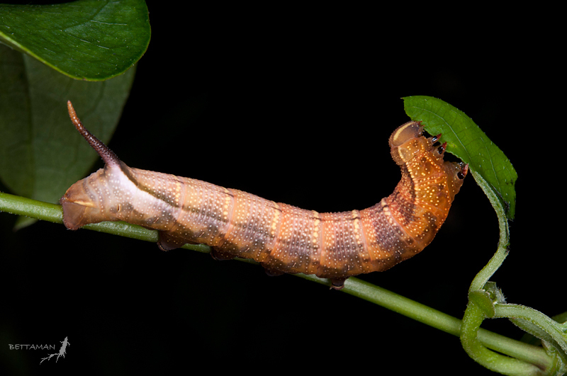 Final instar larva of Macroglossum ungues cheni, Lanyu Island, Taitung Hsien, Taiwan. Photo: © Shipher Wu.