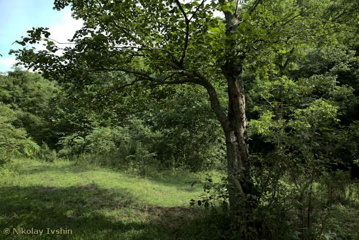 Natural habitat of Mimas christophi with the main host - Alnus hirsuta, Andreevka, Primorskiy Krai, Russian Far East, viii.2020. Photo: © Nikolay Ivshin.