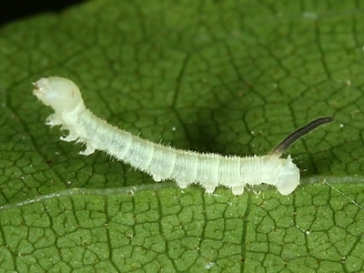 First instar larva of Mimas christophi, Japan. Photo: © Jean Haxaire.