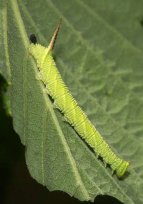 Third instar larva of Mimas christophi, Russian Far East. Photo: © Rudi Haller.