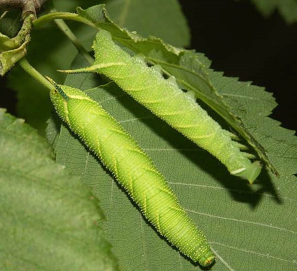 Fourth instar larvae of Mimas christophi, Russian Far East. Photo: © Rudi Haller.