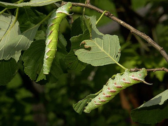 Fifth instar larvae of Mimas christophi, Russian Far East. Photo: © Rudi Haller.