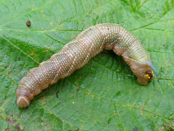 Pre-pupal larva of Mimas christophi, near Kalinovka, Primorskiy Krai, Russian Far East, 14.vii.2011. Photo: © Anton Kozlov.