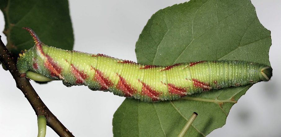 Fifth instar larvae of Mimas christophi, Japan. Photo: © Jean Haxaire.