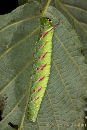 Fifth instar larvae of Mimas christophi, Andreevka, Primorskiy Krai, Russian Far East, August 2020. Photo: © Nikolay Ivshin.