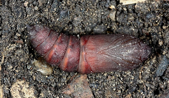 Pupa of Mimas christophi, Japan. Photo: © Jean Haxaire.