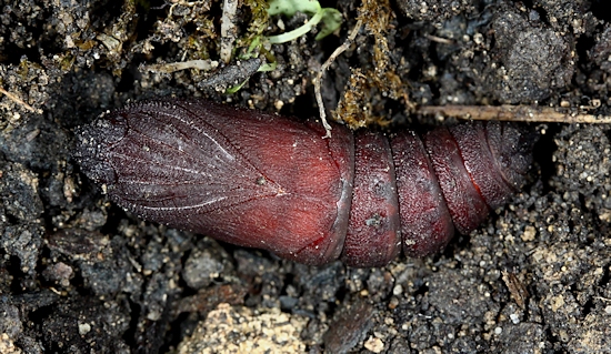 Pupa of Mimas christophi, Japan. Photo: © Jean Haxaire.