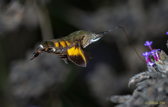 Adult Macroglossum corythus corythus feeding, Nanji Islands National Nature Reserve, Wenzhou, Zhejiang, China, 30.vii.2023. Photo: © He JiBai.