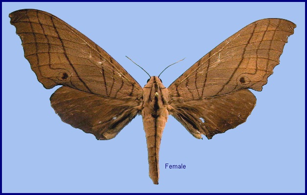 Female Marumba cristata cristata. Photo: © NHMUK