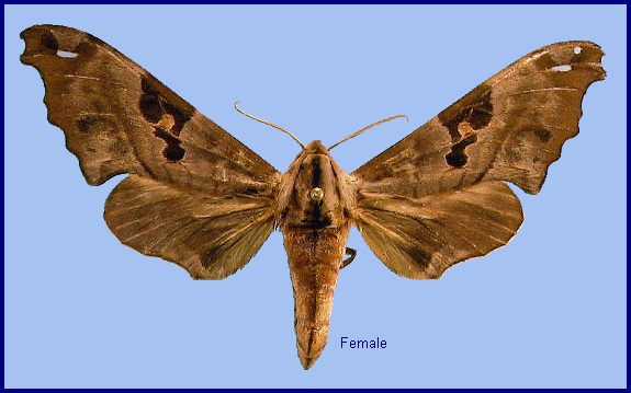 Female Morwennius decoratus. Photo: © NHMUK