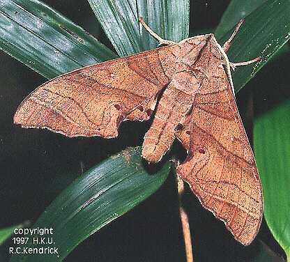 Resting adult of Marumba dyras oriens, Hong Kong. Photo: © Roger Kendrick.