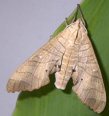 Male Marumba dyras oriens, China. Photo: © Stephan Wils.