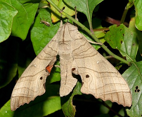 Male Marumba dyras oriens, Jiucai Ling, Guizhou, China. Photo: © Viktor Sinjaev.