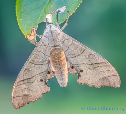 Male Marumba dyras oriens, Kuocang Mountain Nature Reserve, Zhejiang, China, 17.vii.2015. Photo: © Chen Chuntang.