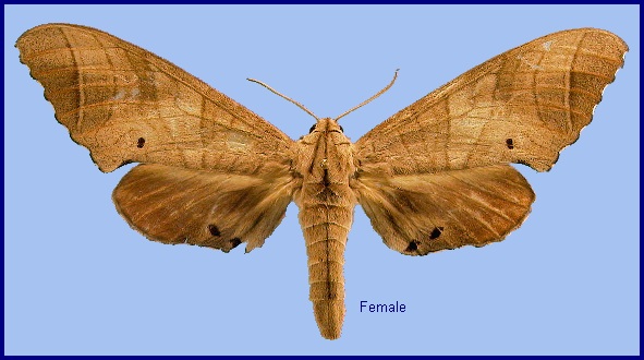 Female Marumba dyras oriens. Photo: © NHMUK