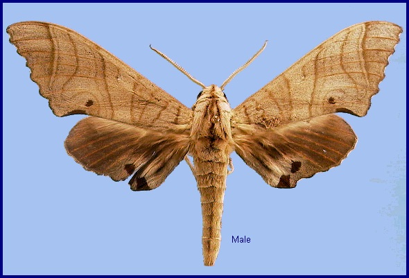 Male Marumba dyras oriens. Photo: © NHMUK