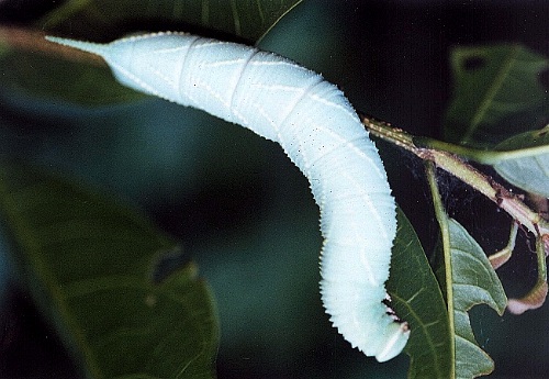 Full-grown grey form larva of Marumba dyras oriens on Sterculia lanceolata, Hong Kong, China. Photo: © Kent H. K. Li.