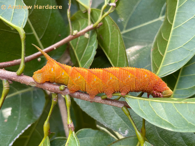 Full-grown yellow-orange form larva of Marumba dyras oriens on Sterculia lanceolata, Quarry Bay, Hong Kong, China. 6.i.2021. Photo: © Andrew Hardacre.